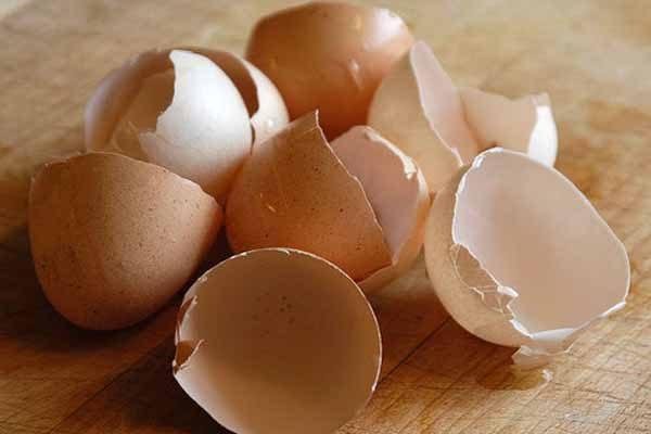 Zibil bilib atdığımız yumurta qabığının 8 faydası