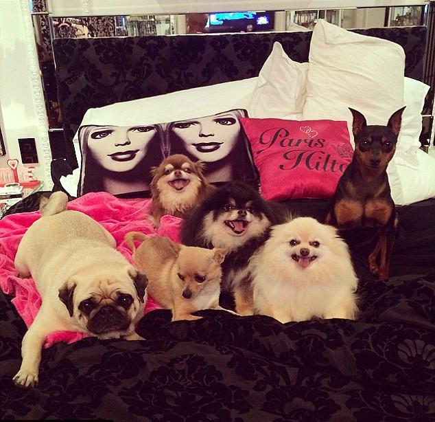 Paris Hilton hər yerə itləri ilə gedir - fotolar 