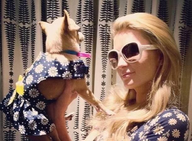 Paris Hilton iti ilə eyni geyindi - fotolar
