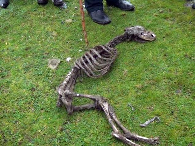 Azərbaycanda qəribə heyvan skeleti tapılıb - video
