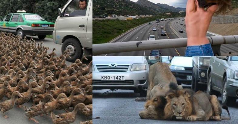Yol ortasında soyunan qız, ördək sürüsü, aslanlar... –  fotolar 