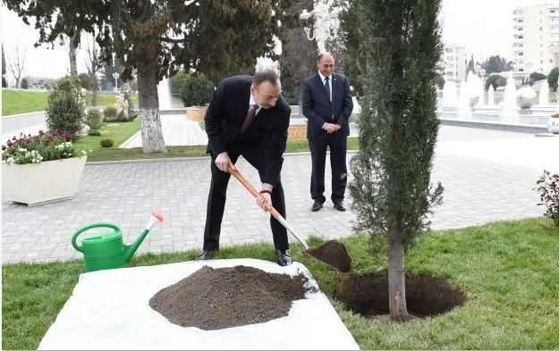 İlham Əliyev açılışda ağac əkdi - fotolar