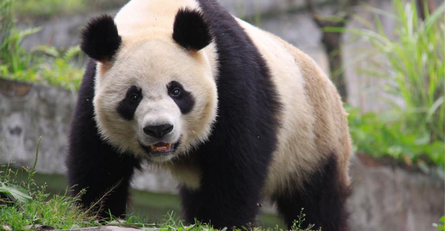 Pandanın dişlədiyi adam 80 min kompensasiya aldı 