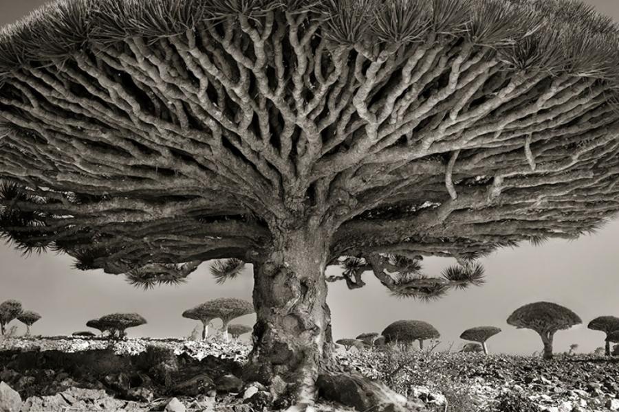 Dünyanın əsrlərlə yaşı olan ağacları - fotolar
