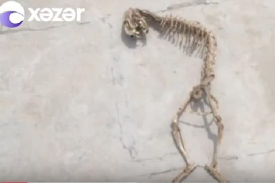 Bakıda evin altından qeyri-adi skelet çıxdı - video