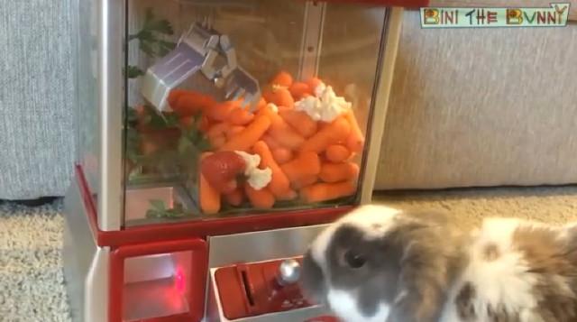 Bu dovşan təkcə danışa bilmir - video
