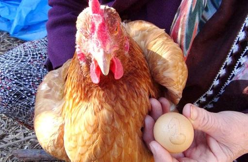 Bu yumurtanın qiyməti 500 manatdır - foto