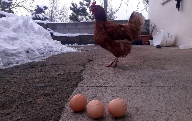 Bu toyuğun yumurtaları digərlərindən fərqlənir - Fotolar