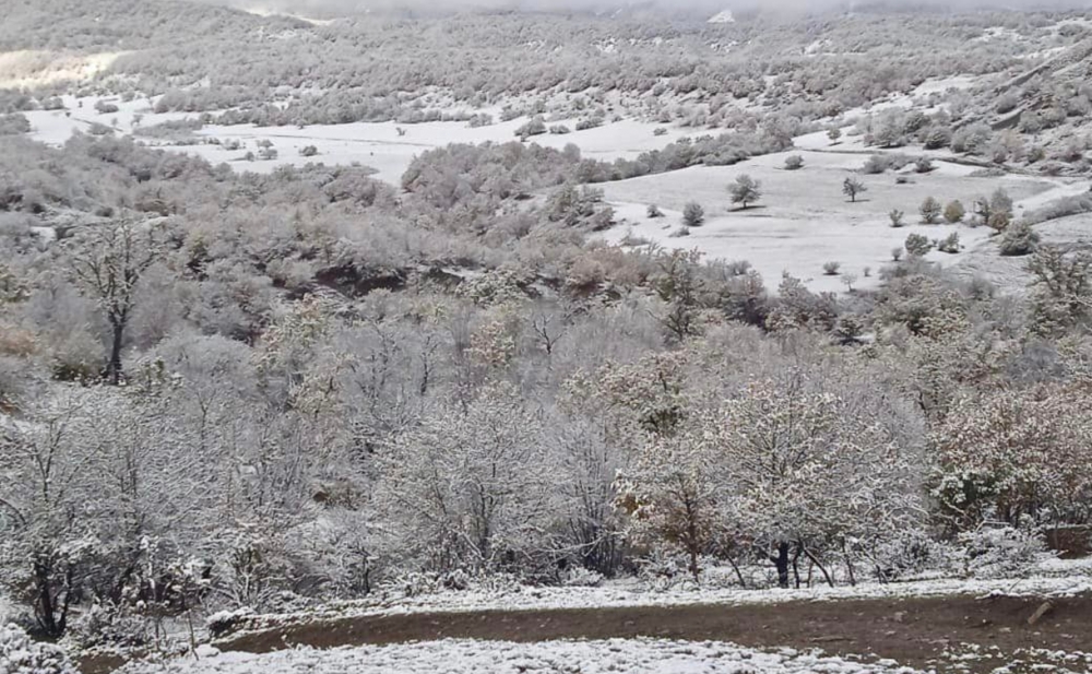 Milli parklar qara büründü - Fotolar