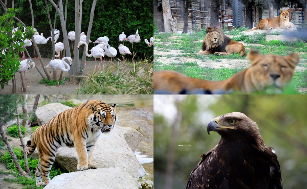 Bakı Zooparkından - Fotolar