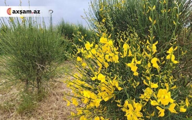 İyunun ilk günü hava belə olacaq