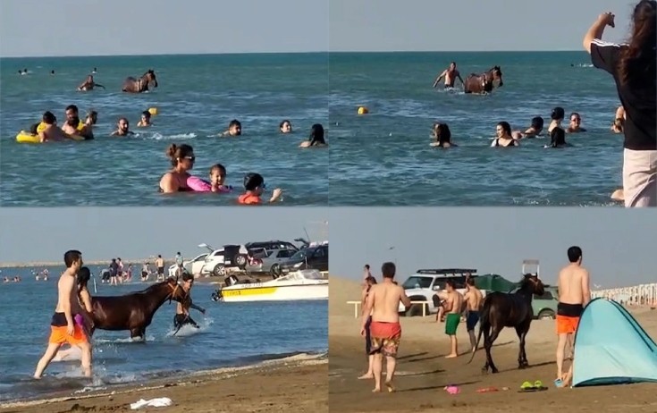 Pirşağıda atla dənizə girən şəxs həbs olundu
