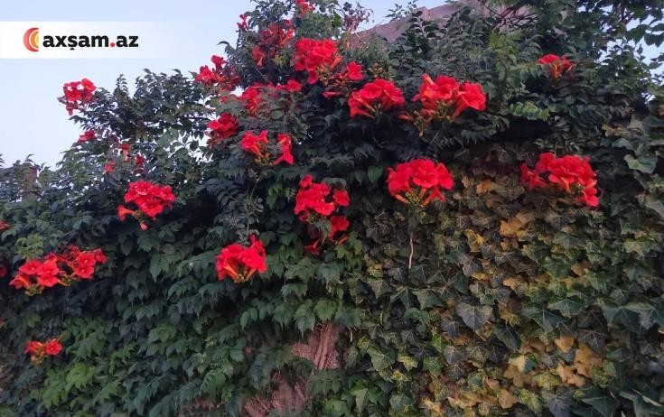 Oktyabrın son günü hava belə olacaq