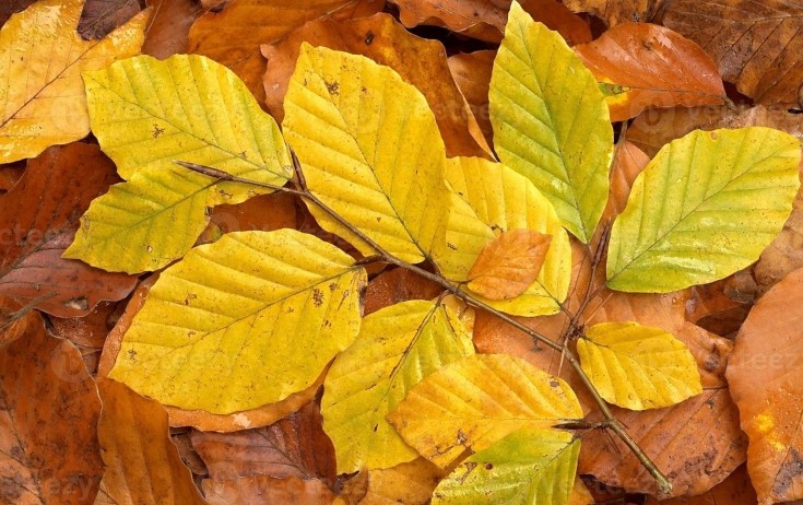 Noyabrda niyə temperatur normadan yüksəkdir?