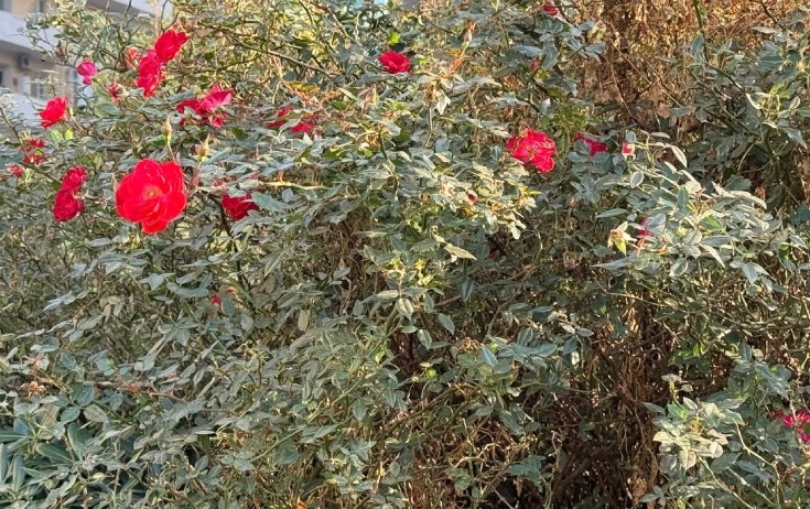 Noyabrın son günü hava necə olacaq?