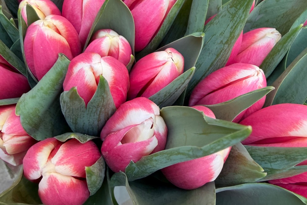 8 Mart gününə olan hava proqnozu