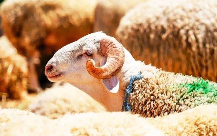 Azərbaycanda Qurban bayramıdır