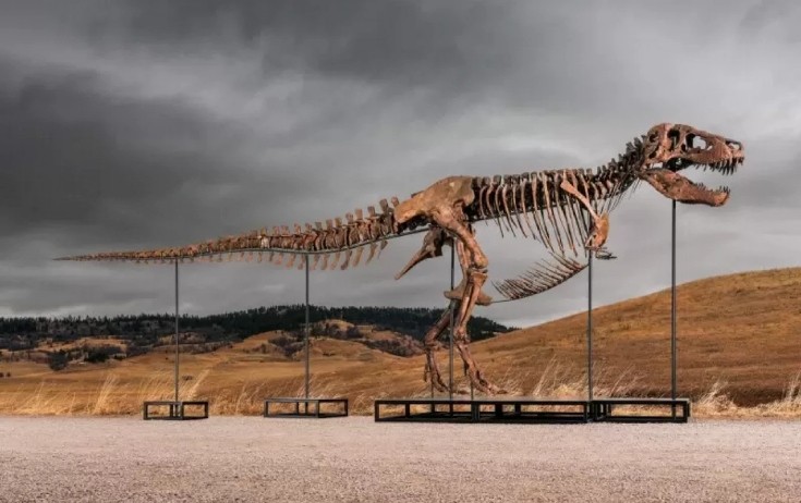 Dinozavr skeleti rekord qiymətə satıldı